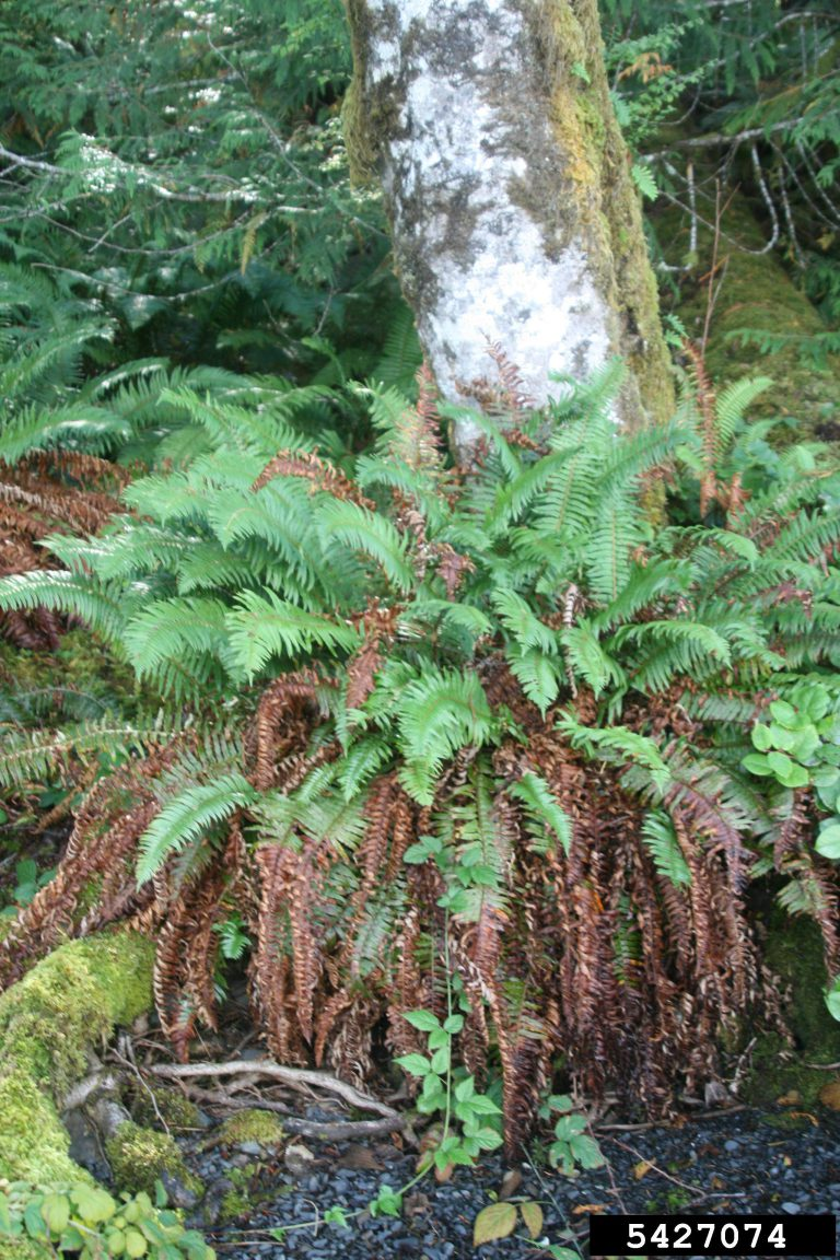 May contain: fern, plant, vegetation, land, nature, outdoors, rainforest, and tree