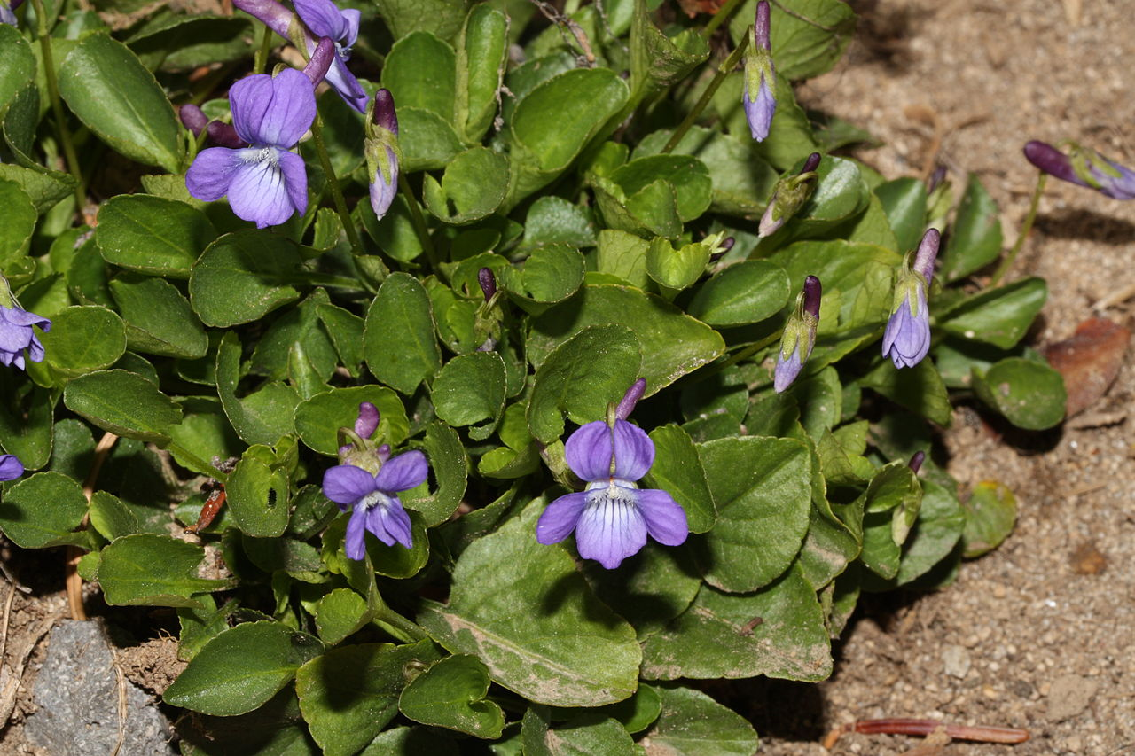 May contain: flower, plant, geranium, acanthaceae, and petal