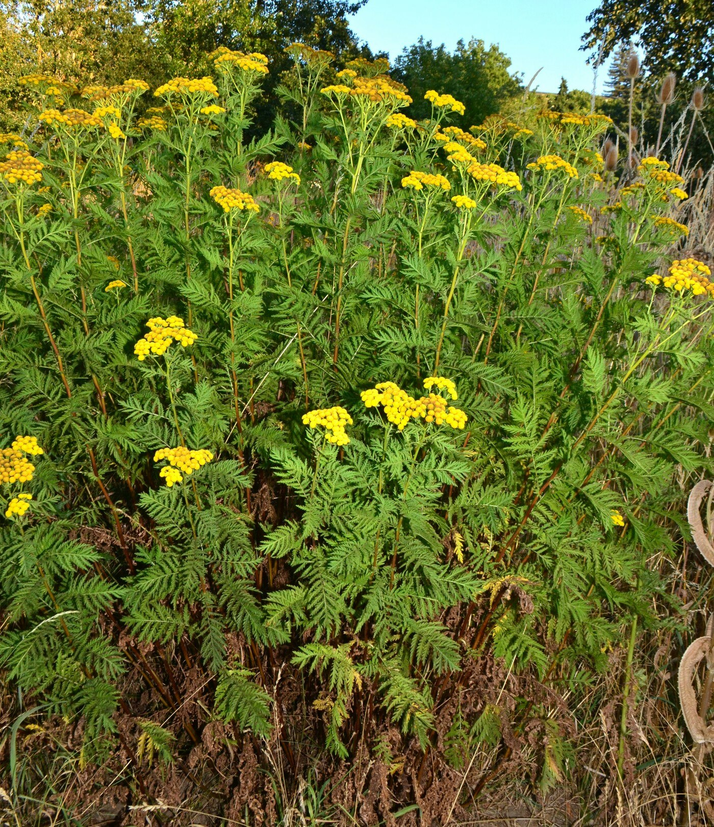 A cluster of tall green plants with feathery leaves and bright yellow flowers, set against a natural backdrop.