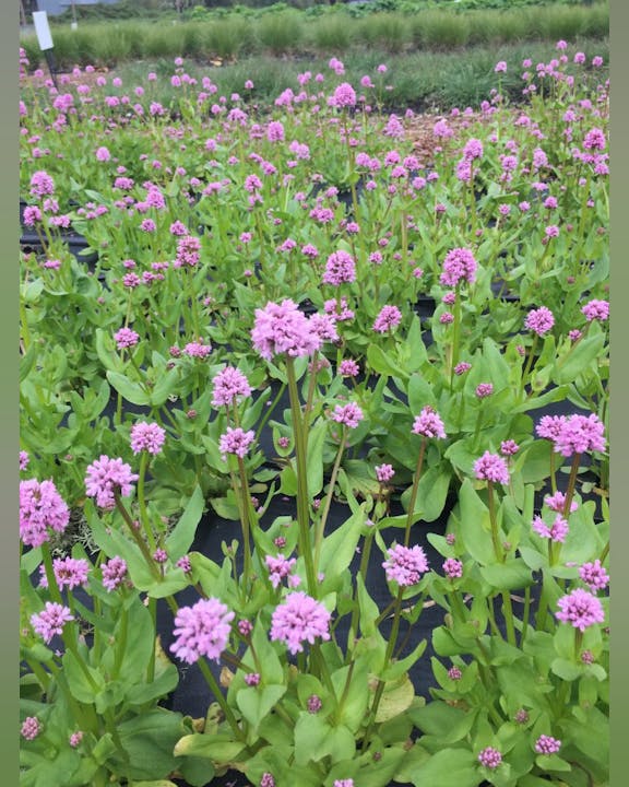 May contain: purple, herbal, herbs, plant, flower, petal, geranium, daisy, vegetation, potted plant, dahlia, jar, planter, pottery, vase, garden, nature, outdoors, and grass