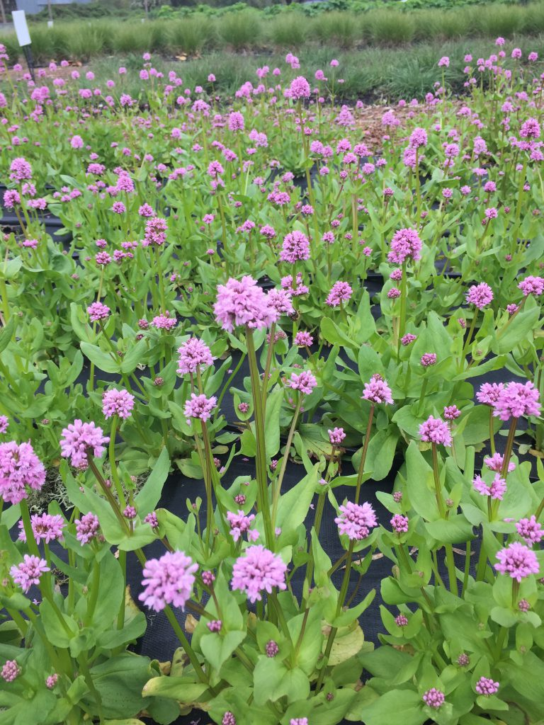 May contain: purple, herbal, herbs, plant, flower, petal, geranium, daisy, vegetation, potted plant, dahlia, jar, planter, pottery, vase, garden, nature, outdoors, and grass