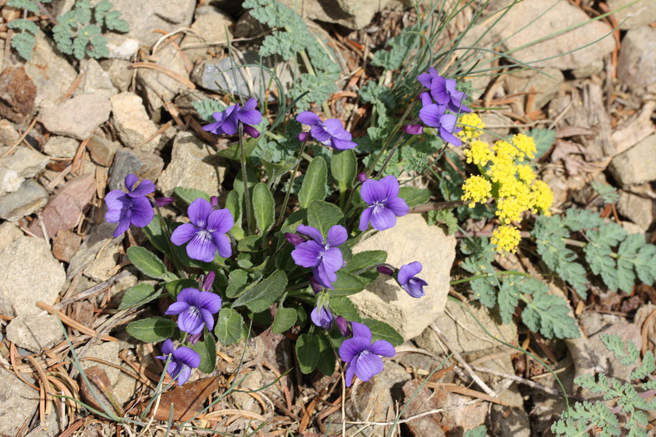 May contain: flower, plant, geranium, purple, and petal