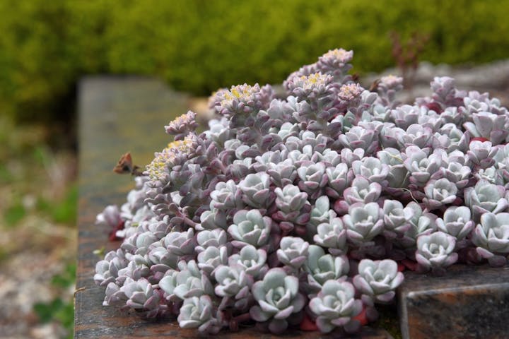 Succulent plants blooming on a wooden surface with greenery in the background.