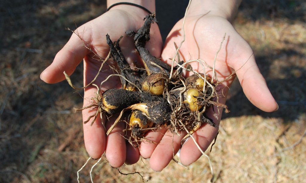 Hands holding several harvested, dirt-covered plant tubers with roots.