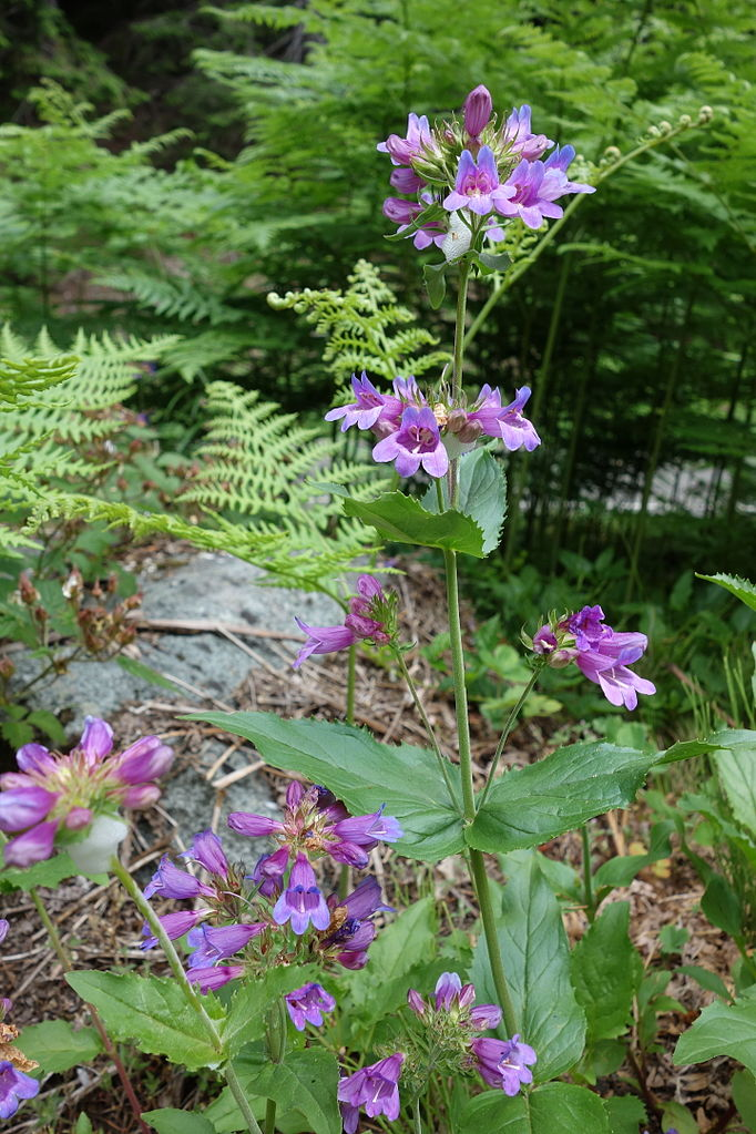 May contain: purple, herbal, herbs, plant, vegetation, flower, petal, geranium, grove, land, nature, outdoors, tree, woodland, leaf, daisy, rainforest, anemone, soil, green, fern, and grass