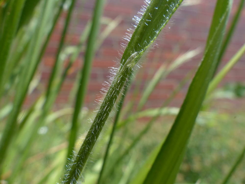 Close-up of green grass stems with fine hair-like structures, against a blurred background.