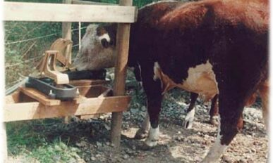 May contain: animal, bull, mammal, cattle, livestock, and cow