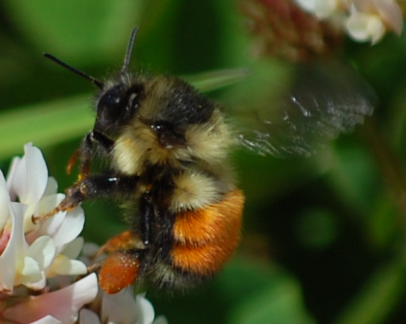 May contain: animal, apidae, bee, bumblebee, insect, invertebrate, and honey bee