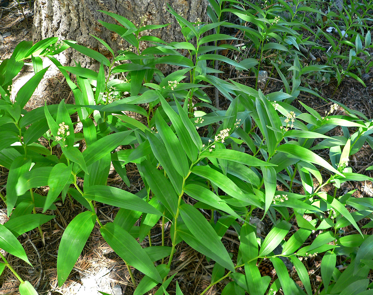 May contain: leaf, plant, vegetation, fern, and tree