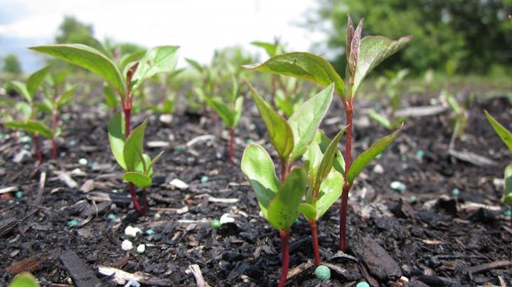 May contain: soil, leaf, plant, herbal, and herbs