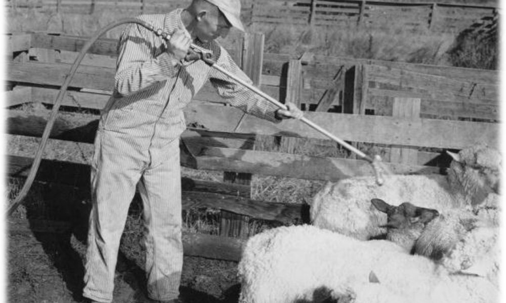 May contain: person, livestock, animal, mammal, and sheep