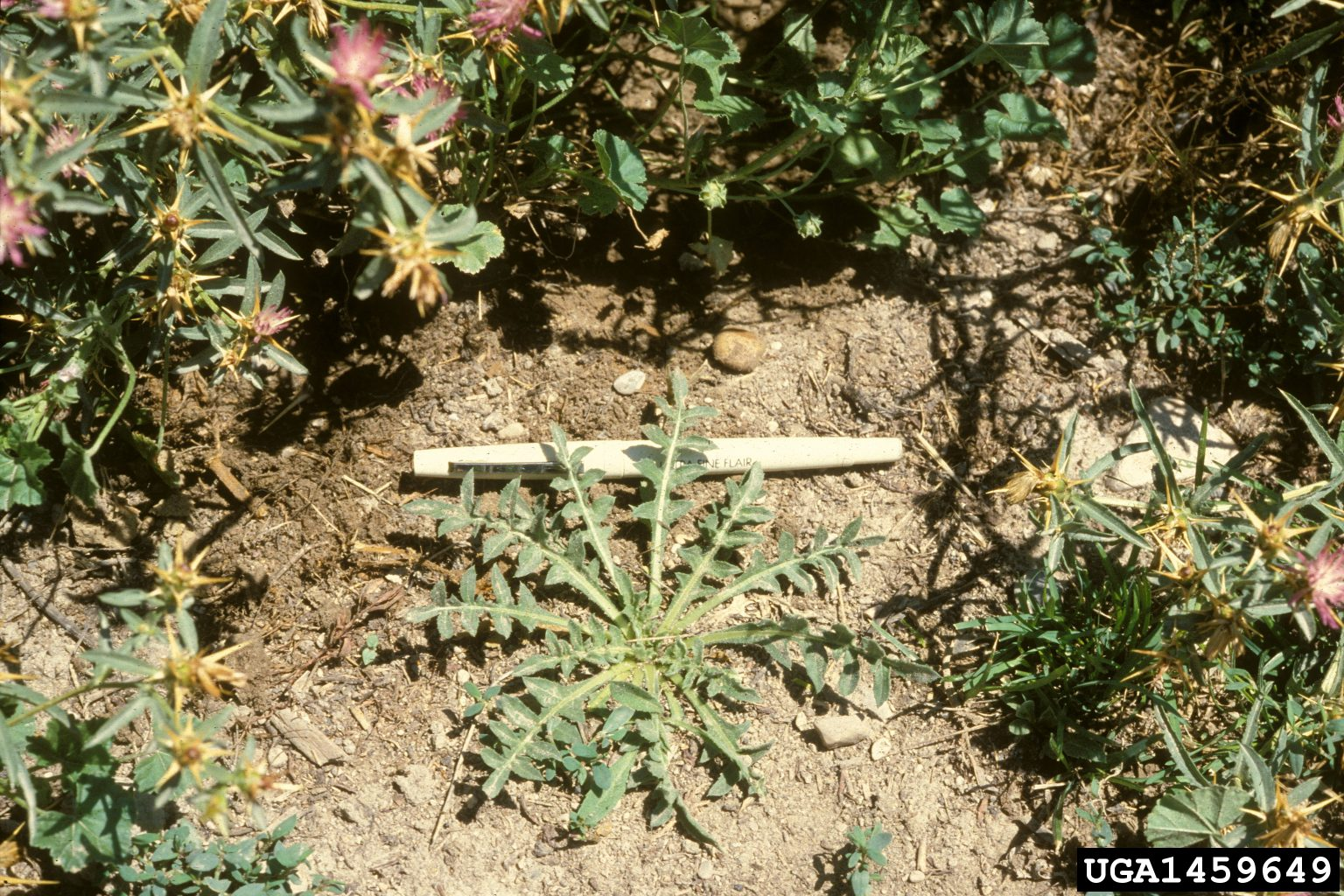 May contain: herbal, herbs, plant, soil, vegetation, flower, leaf, grass, and astragalus