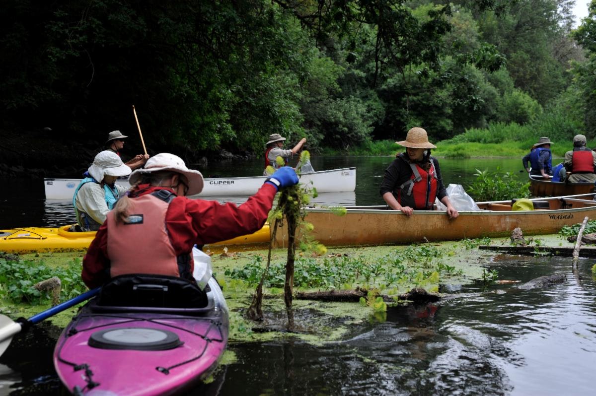 People in canoes and kayaks cleaning up vegetation from a river in a wooded area.