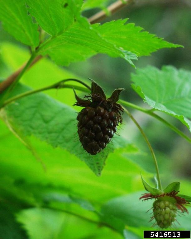 May contain: berry, food, fruit, plant, produce, tree, and leaf