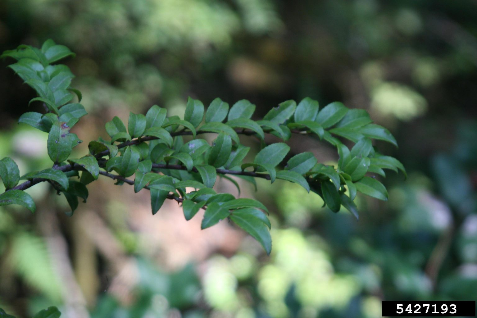 May contain: leaf, plant, tree, vegetation, herbal, and herbs