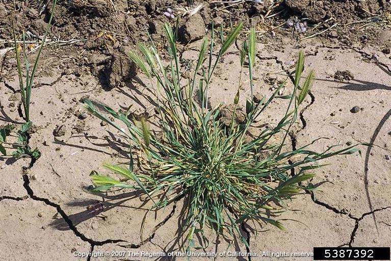 May contain: grass, plant, soil, agropyron, and vegetation