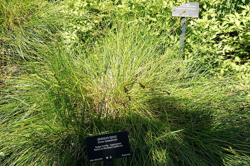 May contain: plant, vegetation, and grass
