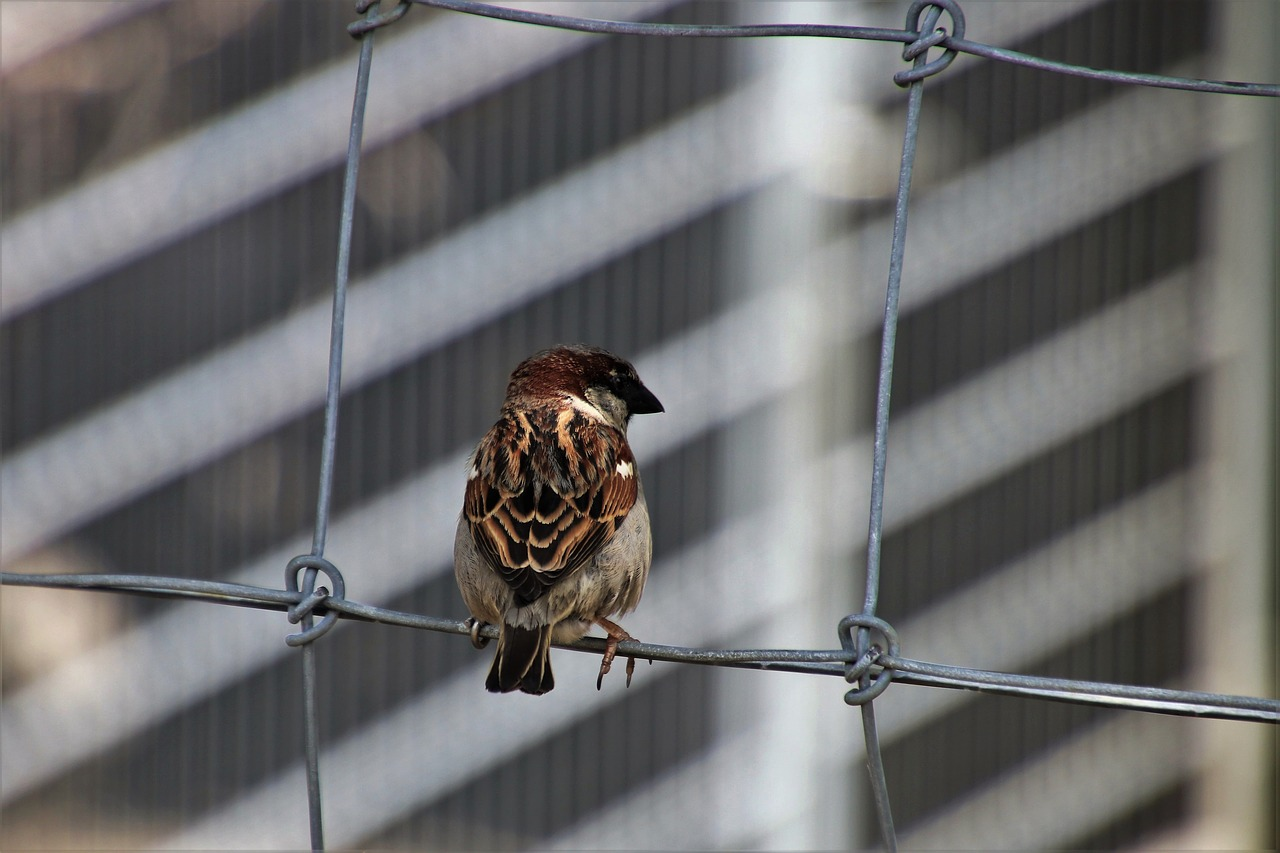 May contain: animal, bird, finch, sparrow, and anthus