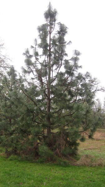 May contain: plant, tree, pine, and conifer