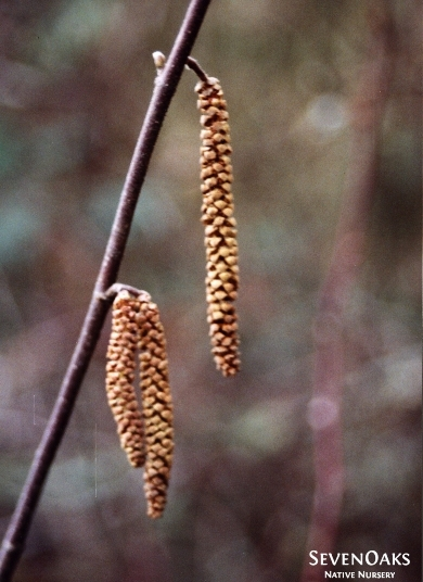 May contain: plant, tree, pollen, grass, coil, and spiral