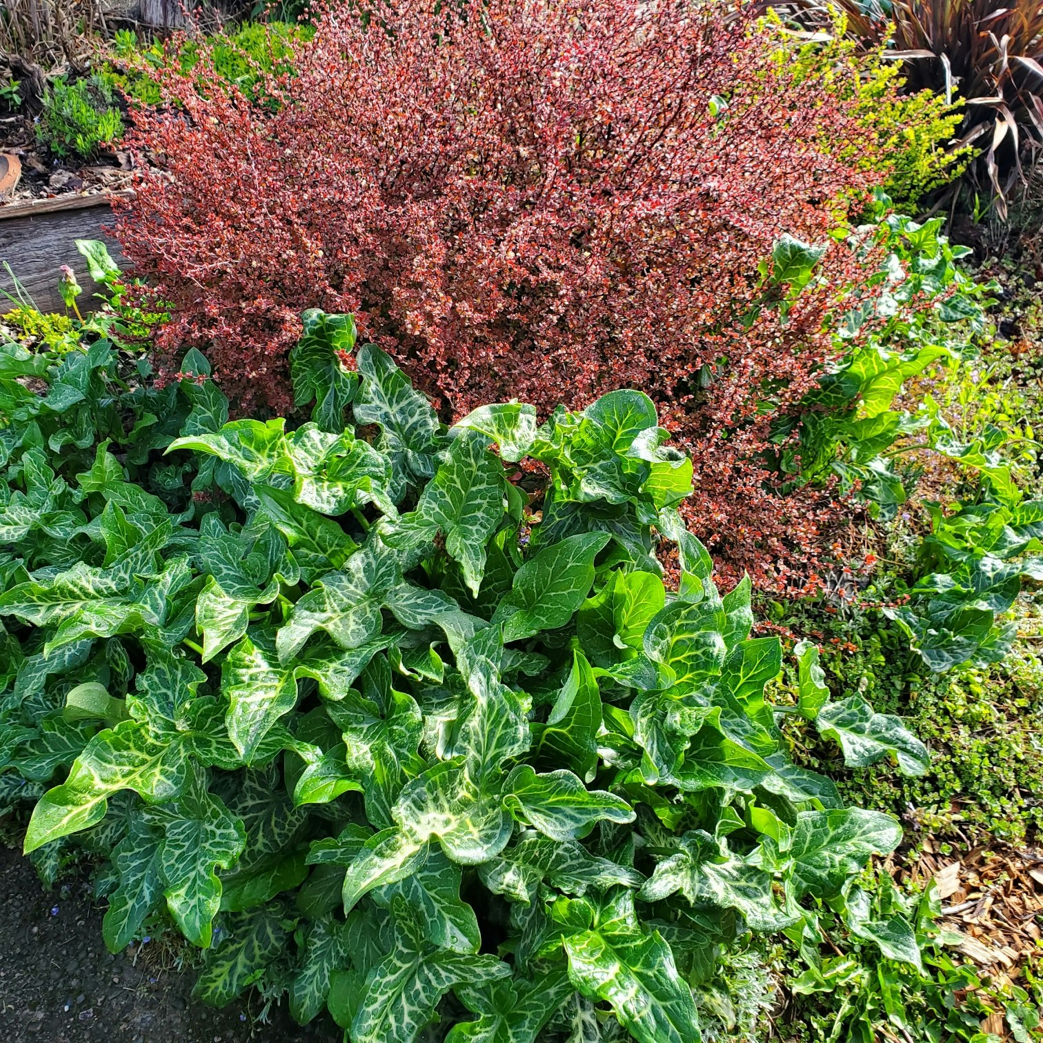 Lush green leaves in the foreground with a bush of small red flowers in the background.