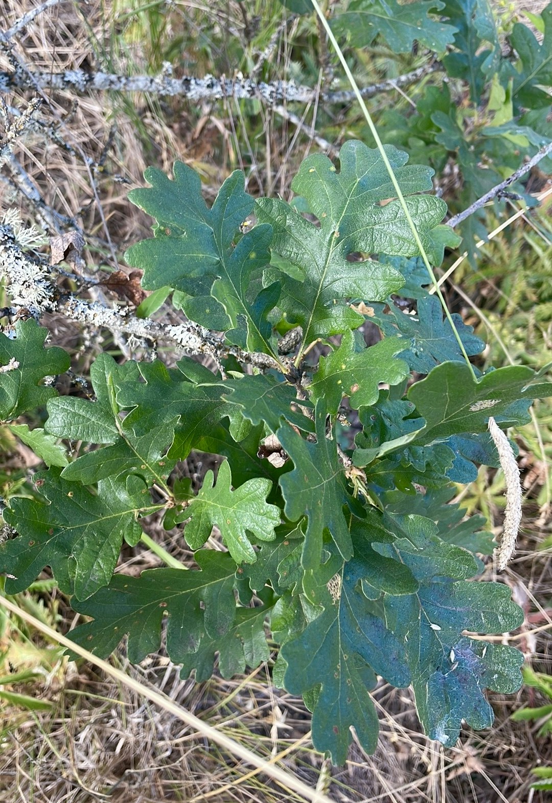 Green oak leaves on a branch with lichen, surrounded by grass.