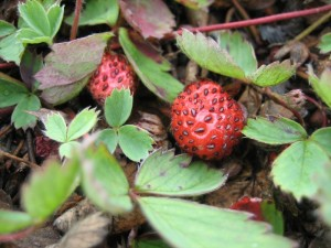 May contain: berry, food, fruit, plant, produce, and strawberry