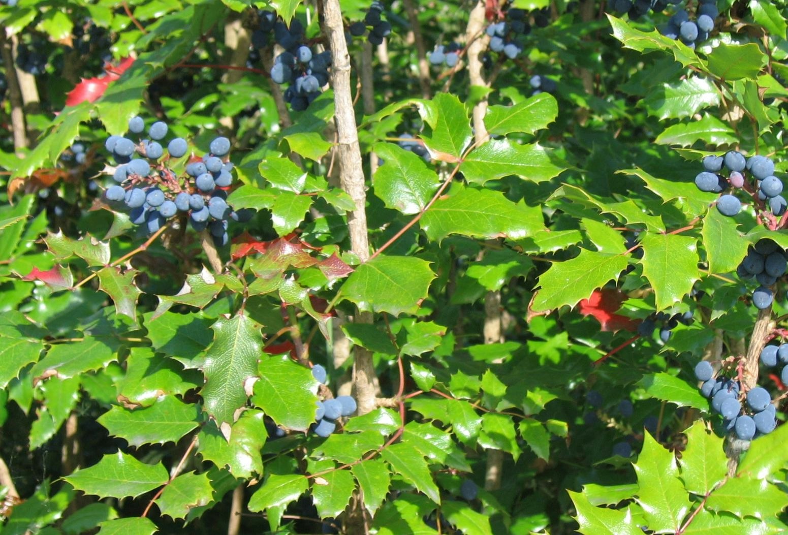 Green leaves and clusters of dark berries on a shrub.