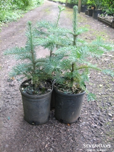 May contain: plant, tree, fir, conifer, potted plant, and pine