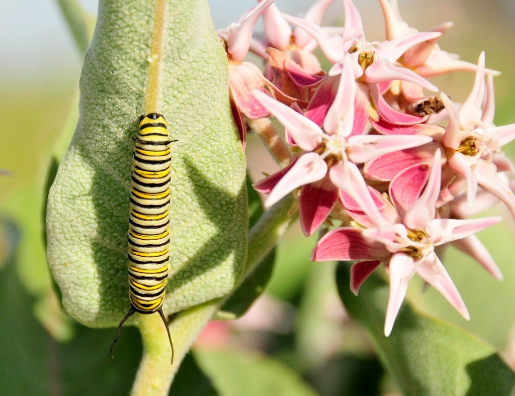 A striped caterpillar on a green leaf next to pink star-shaped flowers.