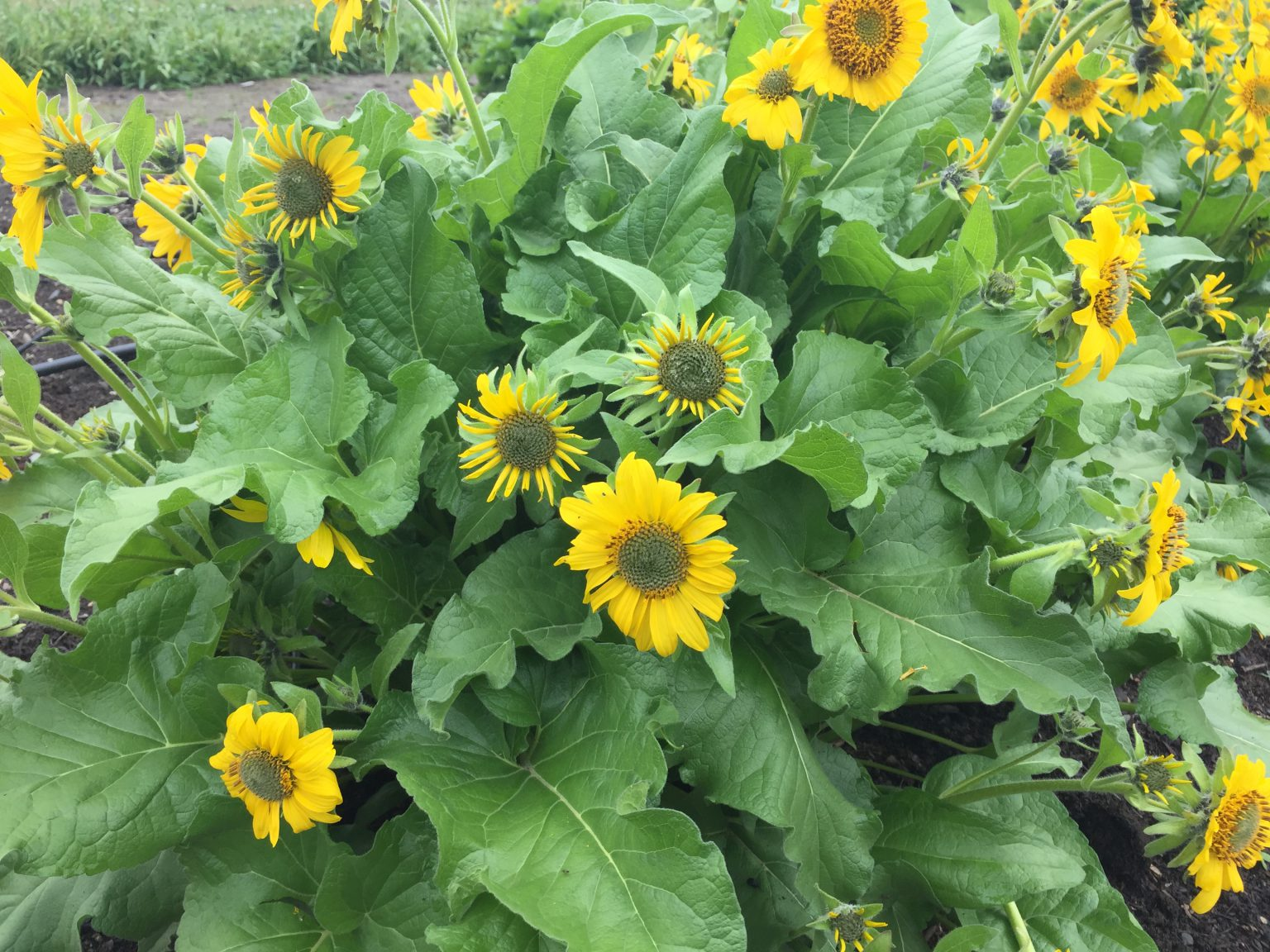 May contain: daisy, flower, plant, herbal, herbs, leaf, sunflower, vegetation, and petal