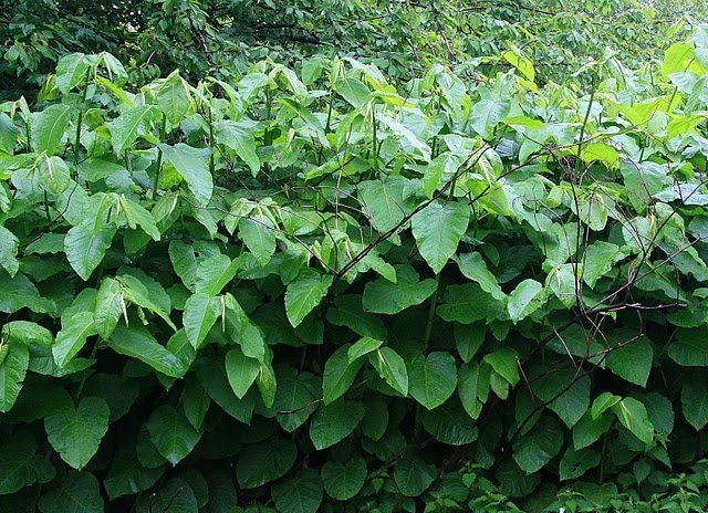 The image features dense, green foliage with large leaves, likely depicting a lush plant or bush in a natural setting.