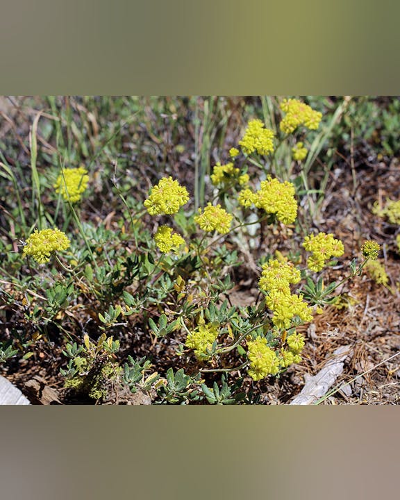 Yellow wildflowers with green leaves growing in a natural, grassy area.