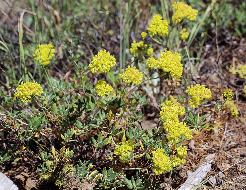 Yellow wildflowers with green leaves growing in a natural, grassy area.