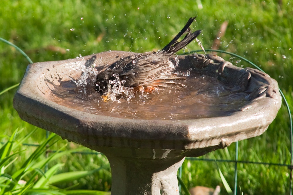 A bird splashing in a birdbath on a sunny day.