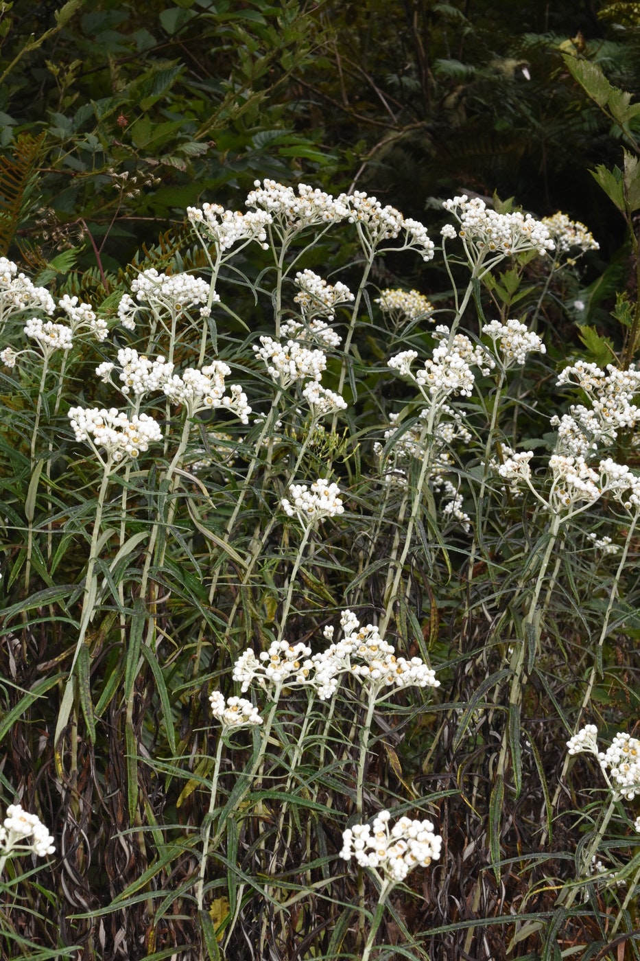 Plant with clusters of small white flowers and green leaves in a natural setting.