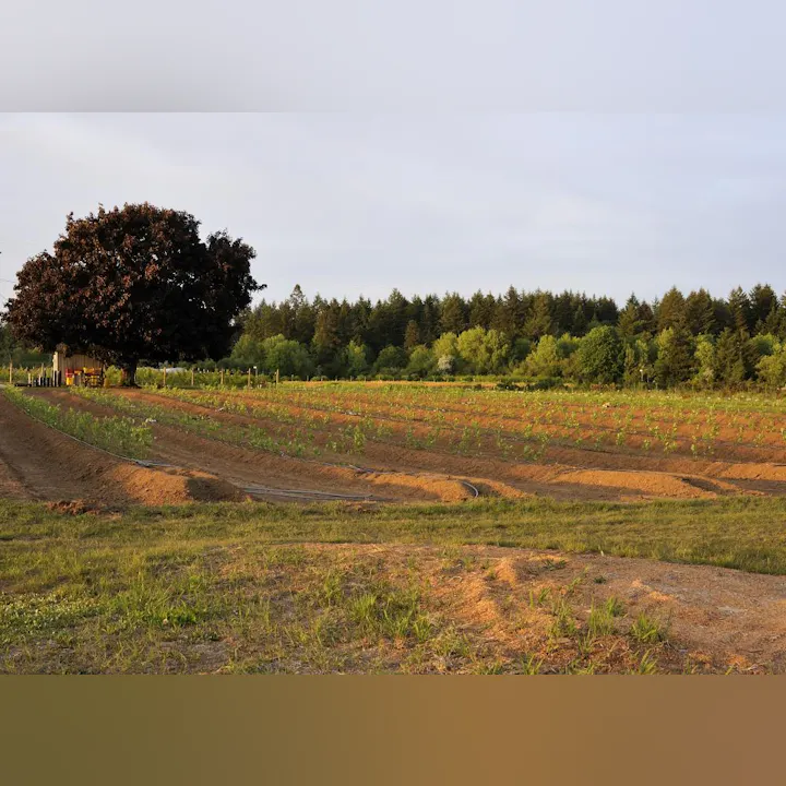 A serene landscape featuring a brown field with young plants, a large tree, and a forested area in the background under a soft sky.