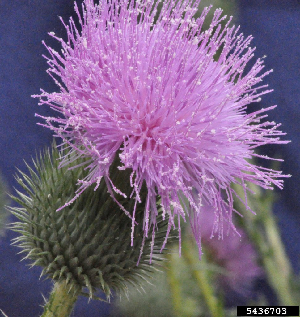May contain: flower, plant, and thistle