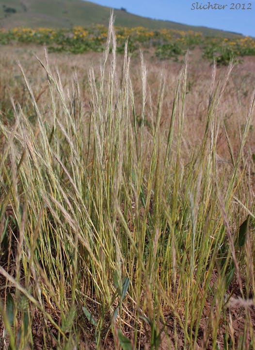May contain: grass, plant, vegetation, and agropyron