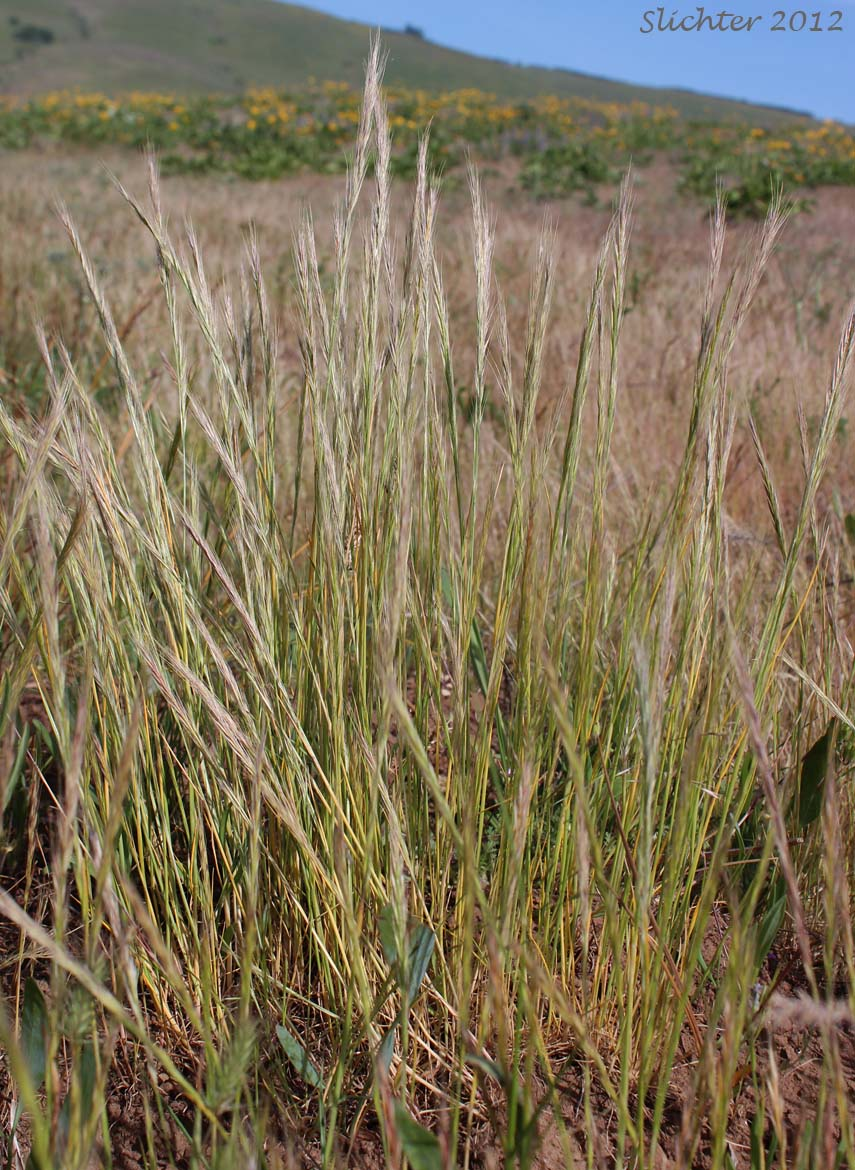 May contain: grass, plant, vegetation, and agropyron