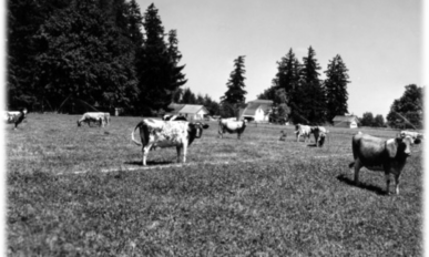May contain: countryside, farm, field, nature, outdoors, pasture, rural, ranch, grassland, animal, cattle, cow, livestock, mammal, plant, tree, and grazing