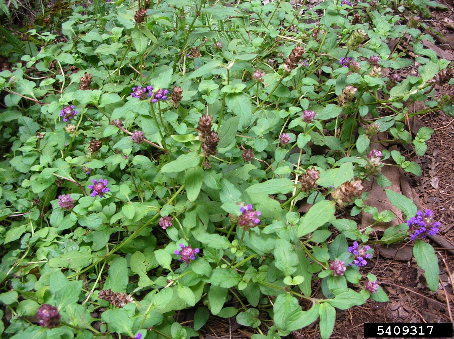 May contain: herbal, herbs, plant, purple, vegetation, flower, and acanthaceae