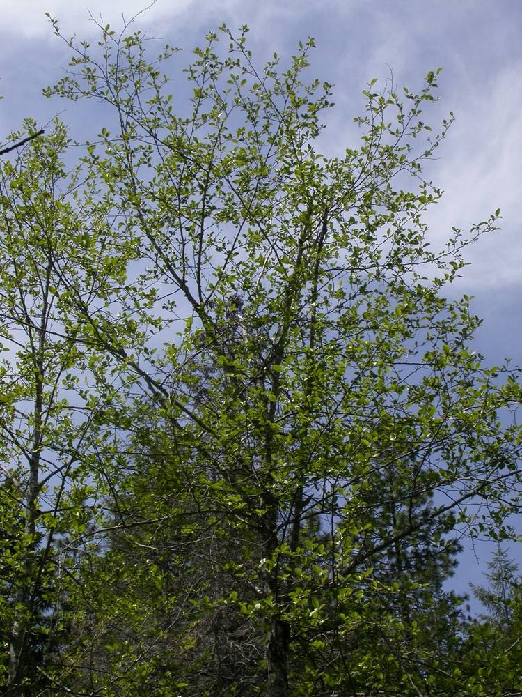 A tall tree with green leaves against a partly cloudy sky.