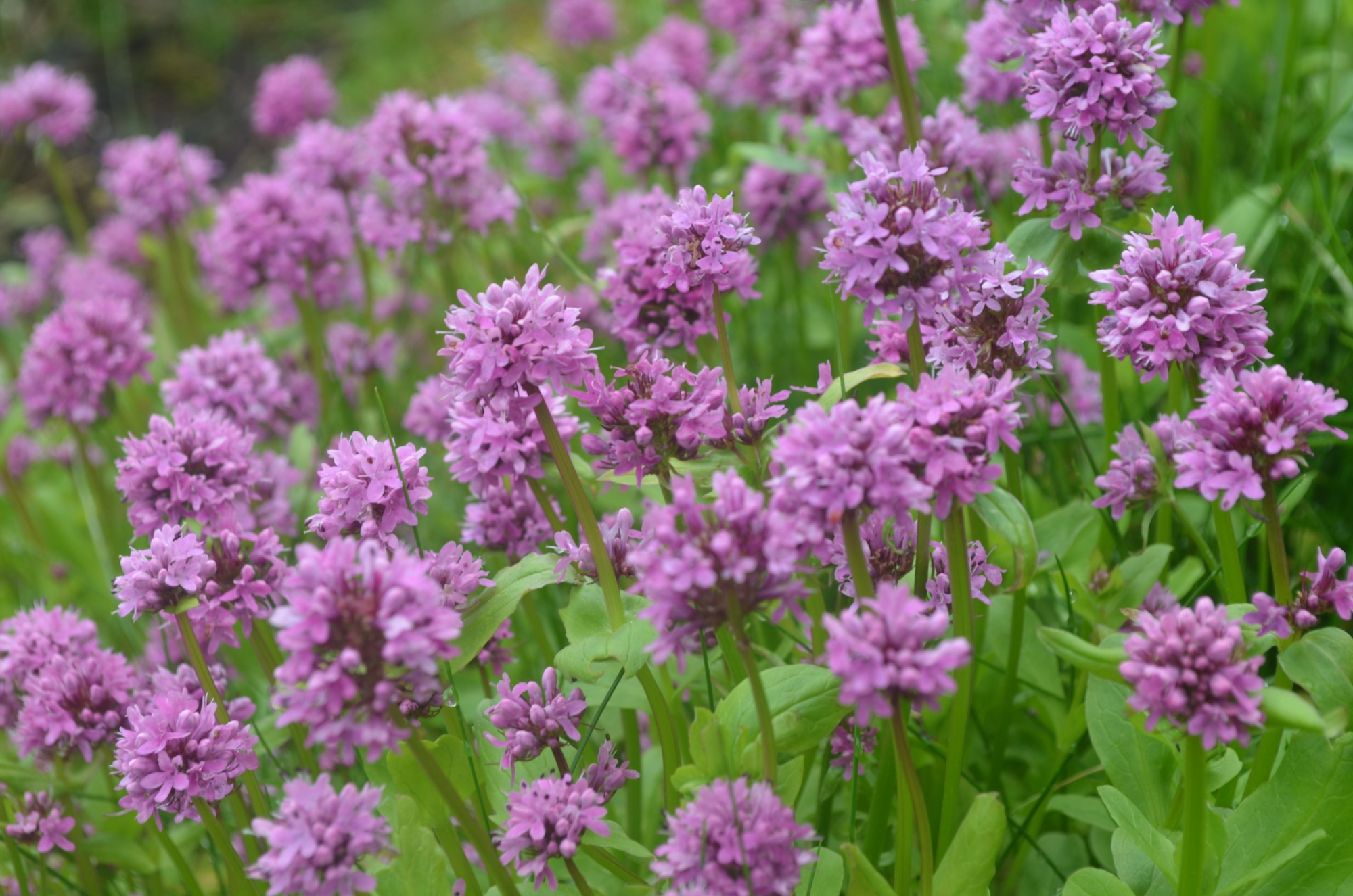 May contain: flower, plant, and purple