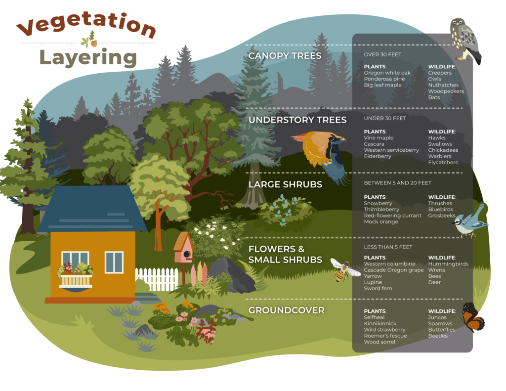 The image illustrates vegetation layering, showcasing plants and associated wildlife in different height categories.