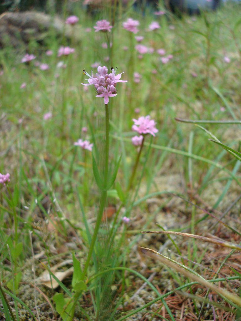 May contain: flower, plant, amaryllidaceae, grass, and vegetation