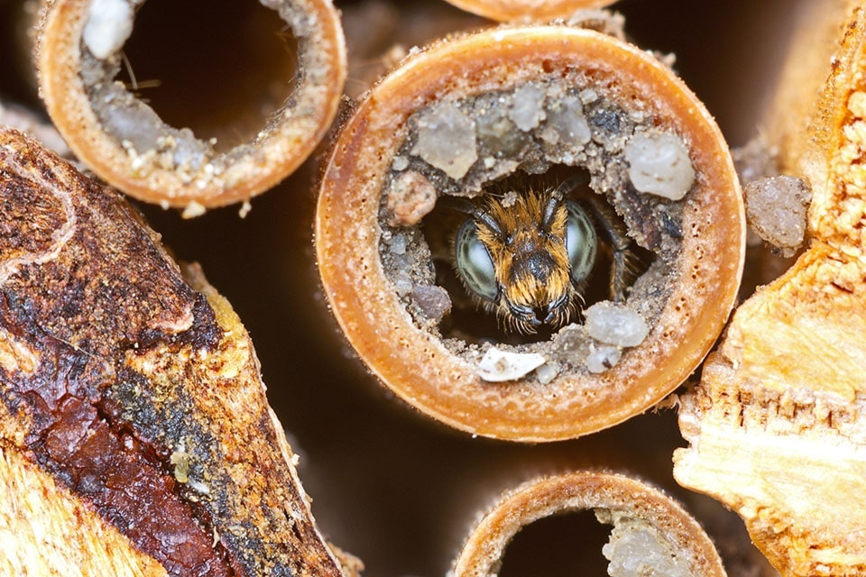 A close-up shows a bee peeking out from inside a tube, surrounded by wood and debris.