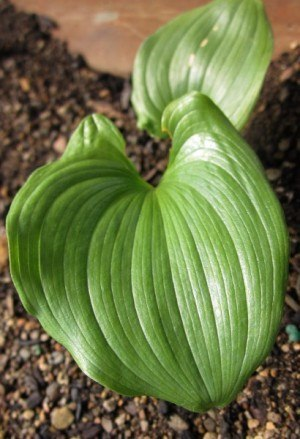 May contain: leaf, plant, flower, soil, animal, reptile, snake, and araceae
