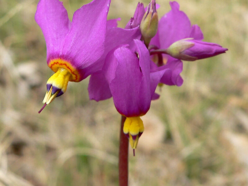 May contain: flower, petal, plant, geranium, purple, iris, and orchid