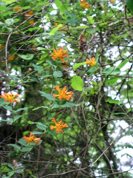 May contain: plant, vegetation, land, nature, outdoors, rainforest, tree, acanthaceae, flower, vine, and leaf
